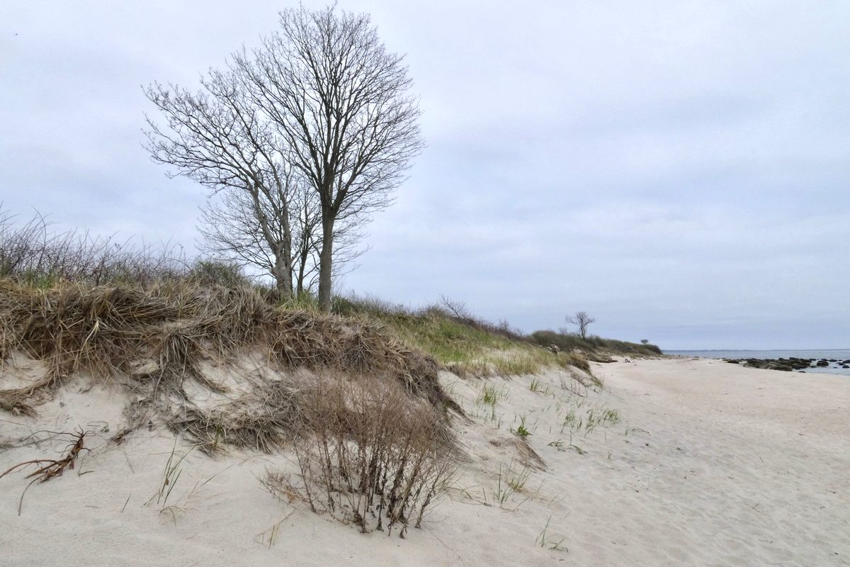 Sand dunes and bare trees along a quiet New England beach in early spring