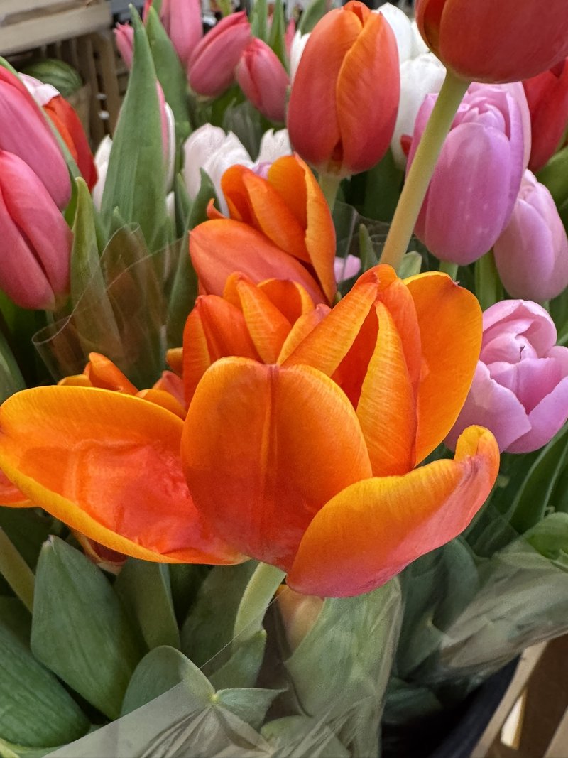 Close up of vibrant orange and pink spring tulips — spring photography walk